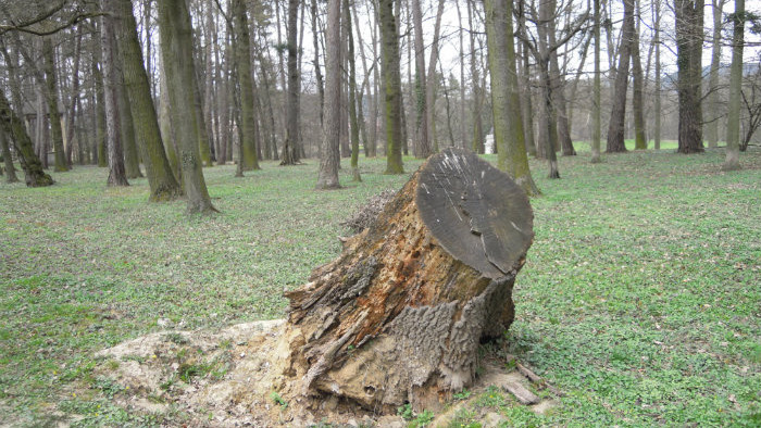 Snímka 12.JPG