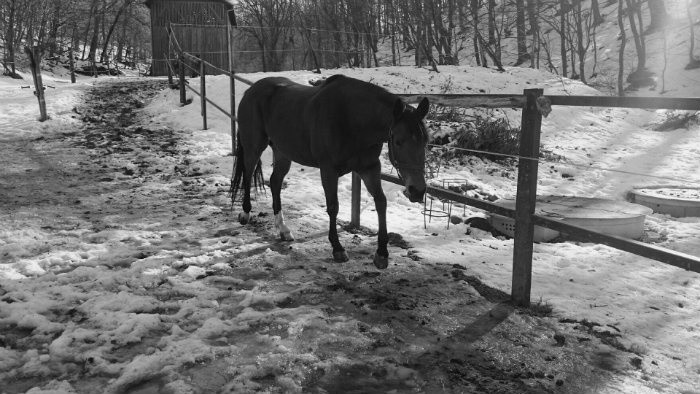 Bratislavská jazdecká polícia má už len 5 koní