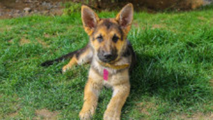 V Hurbanove pôsobí falošný veterinár