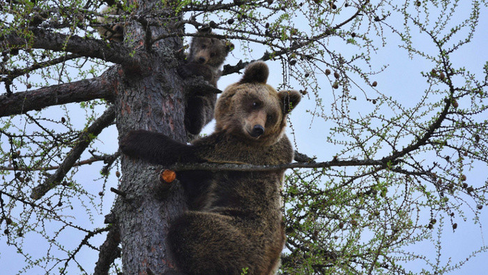 Staatlicher Naturschutz schätzt Bärenbestand auf maximal 1.275 Tiere