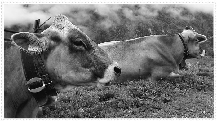Rána na Gazdovstve u Cyra v Polomke