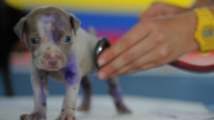 K veci: Novela zákona o veterinárskej starostlivosti 