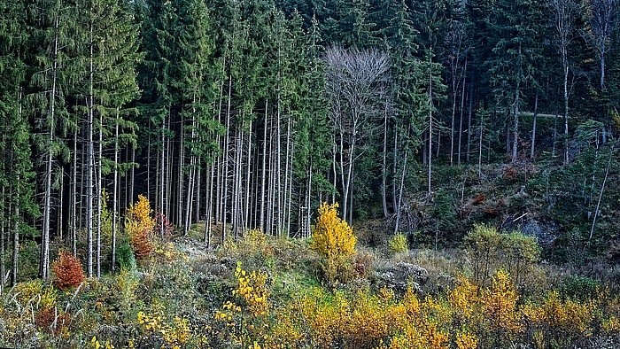 Klimawandel: Aufforstung allein wird die Erderwärmung nicht stoppen