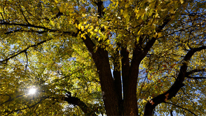 Slovaks in America plant trees of freedom and democracy