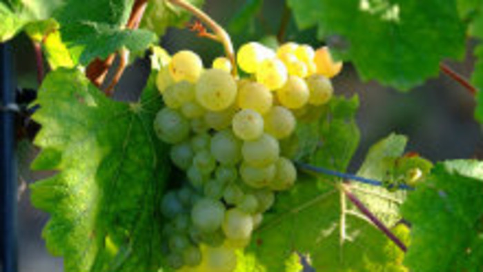 Tradičná oberačka 