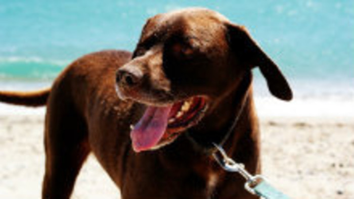 Ako ochladiť domáce zvieratká