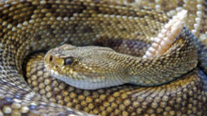 Deravá registrácia exotických zvierat