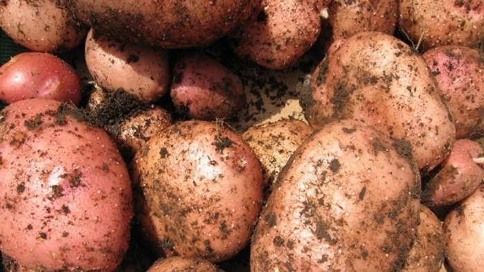 Česká bramboračka