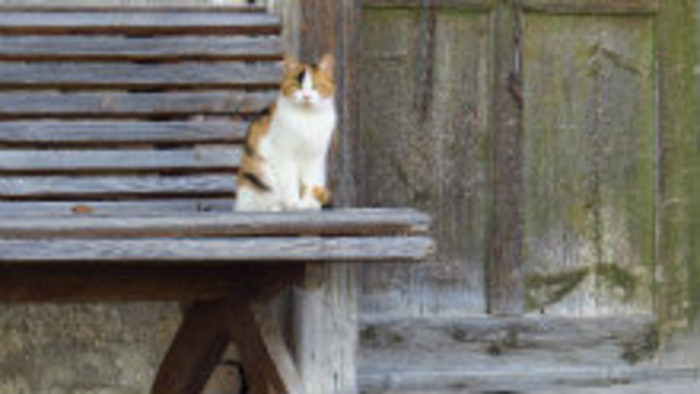 Majetok