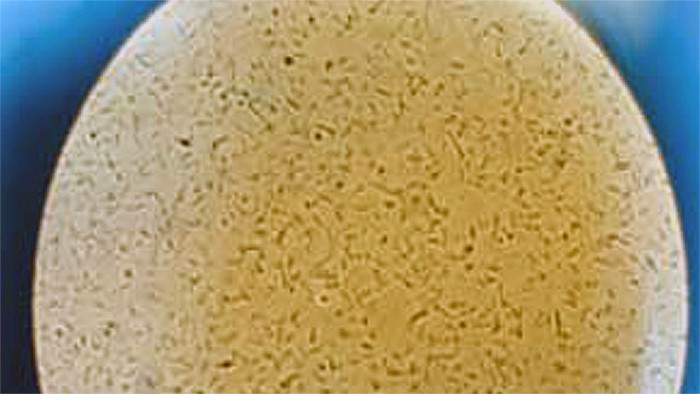 Científicos de la Universidad Técnica de Bratislava desarrollan bioplásticos
