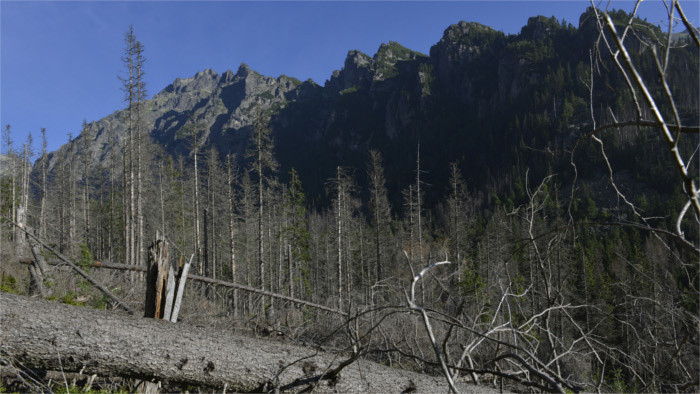 Perte significative des forêts en Slovaquie