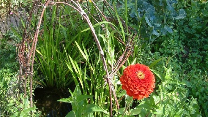 Mačiatka