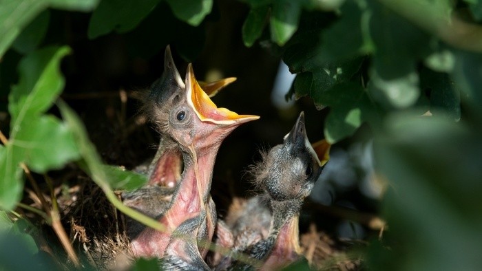 Rückgang der Vogelbestände auch in der Slowakei
