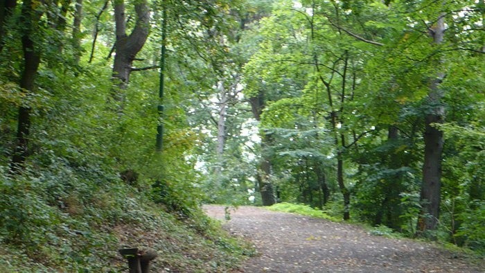 Majáles v lese