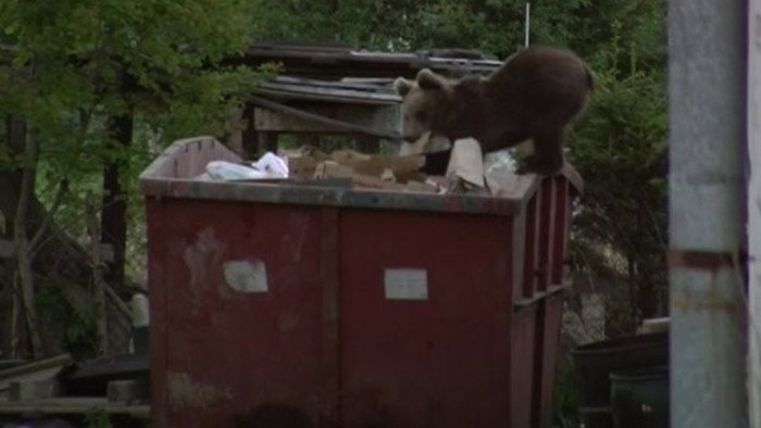 Como proteger la basura frente los osos pardos hambrientes