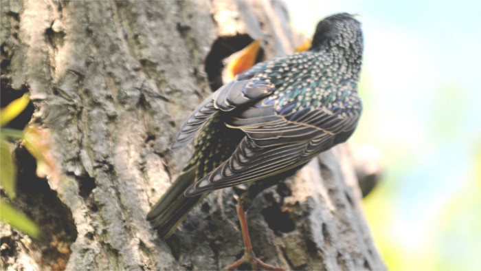 Winegrowers want the ban on shooting starlings lifted