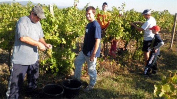 ¿Como será la producción de uva en 2014?