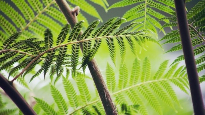Zážitkové spoznávanie Botanickej záhrady 