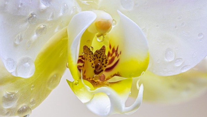 Jazykové okienko: orchidea
