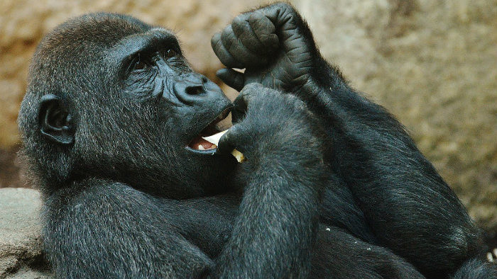 Tridsať rokov košickej ZOO