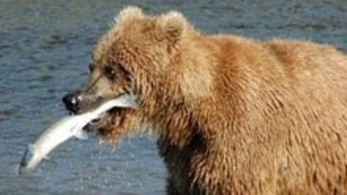 Zimný spánok medveďa hnedého