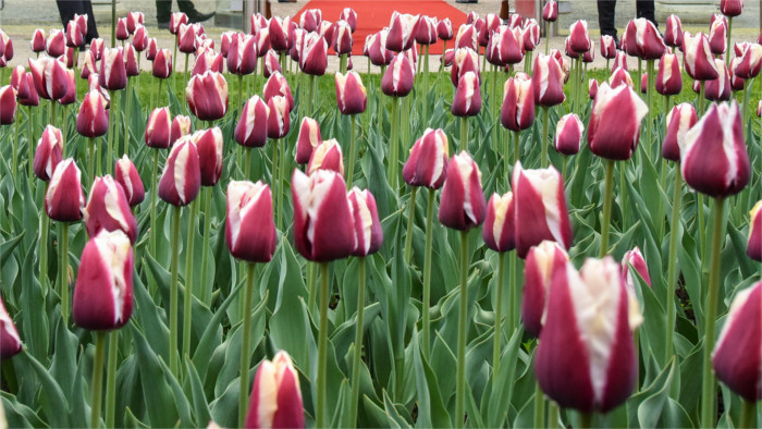 Neue Tulpe namens Slowakei