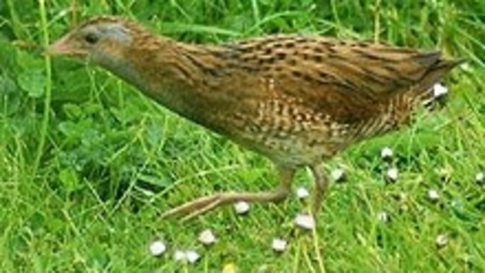 Kalendárium prírody: Júlové noci