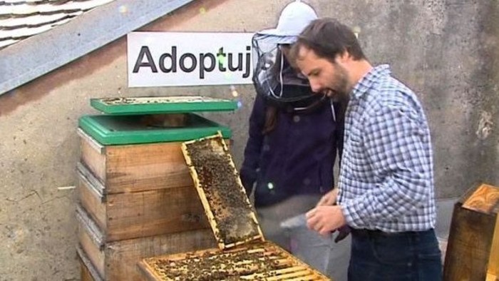 Adopta tu abeja