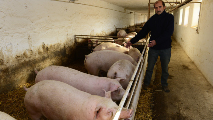 El Ministerio de Agricultura concederá ayuda por más de 4 millones de euros a criadores de vacas lecheras y cerdas