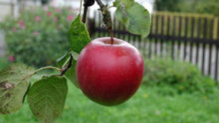 Dokážeme pestovať plodiny aj bez chémie?