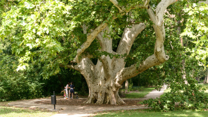 Enquête : Arbre de l’année 2016