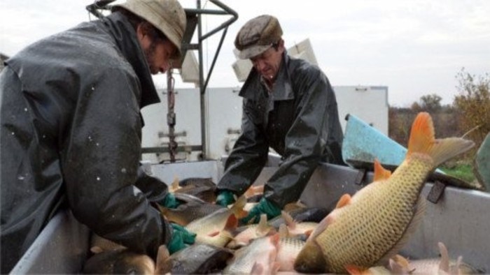 Empezó la pesca de las carpas para la mesa navideňa