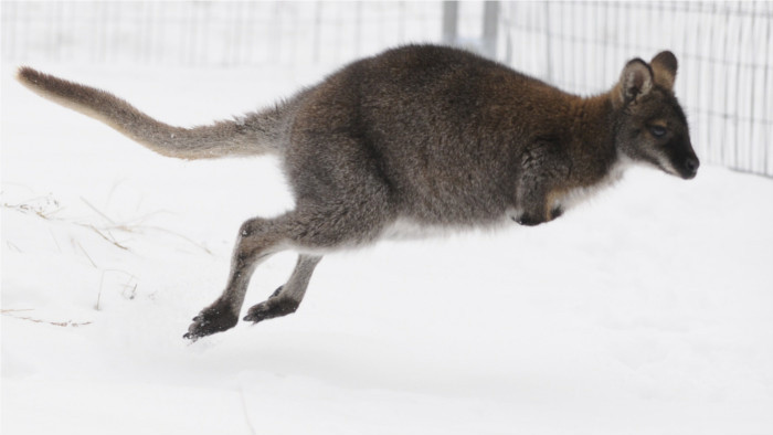 Känguru-Männchen aus Bojnice zog nach Frankreich