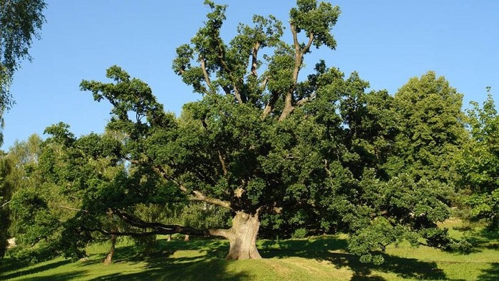 Un roble eslovaco ocupa la cuarta posición entre los arboles del aňo 2014