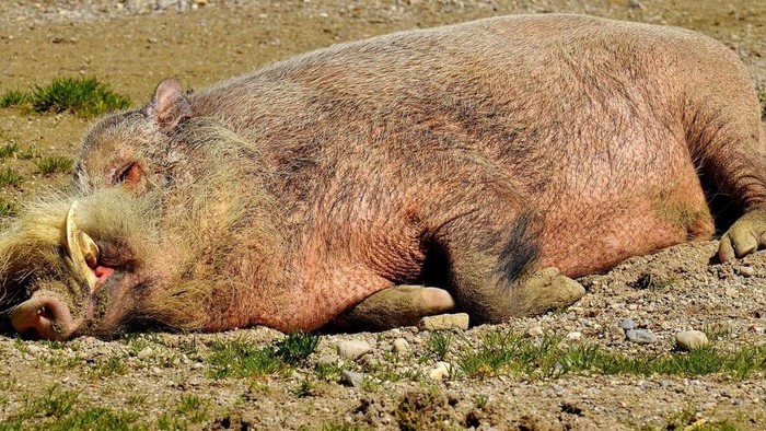 Hasznos tanácsok a sertéspestis megelőzésére