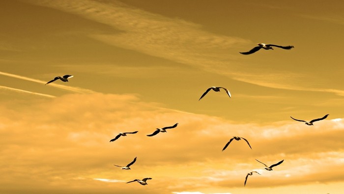 Symposion: Sloboda a vlastníctvo