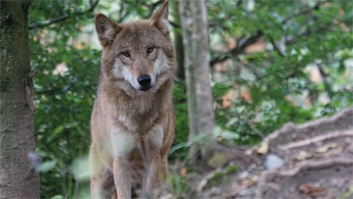 WWF campaign wants to amplify voice of nature, also in Slovakia