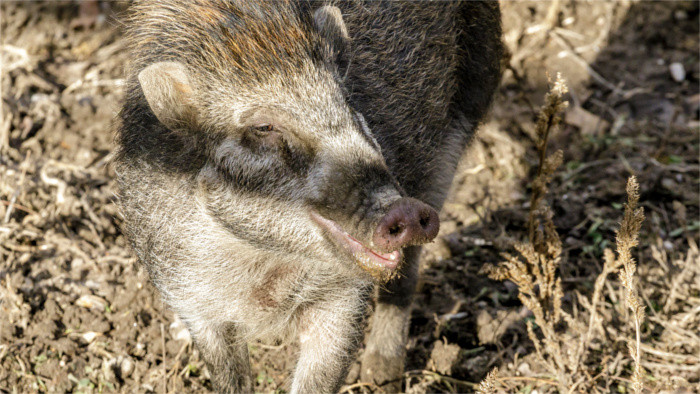 Se confirma un caso de peste porcina africana en el este de Eslovaquia