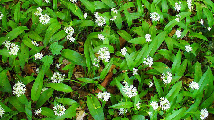 Medvedi cesnak