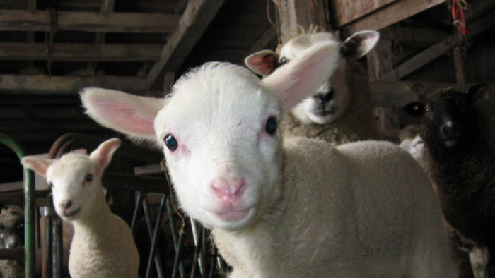 Jahniatka na Šumiaci