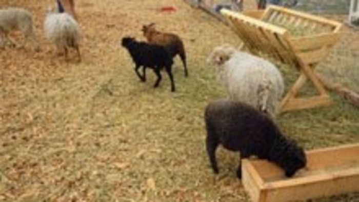 Kontaktná ZOO na brehu Liptovskej Mary