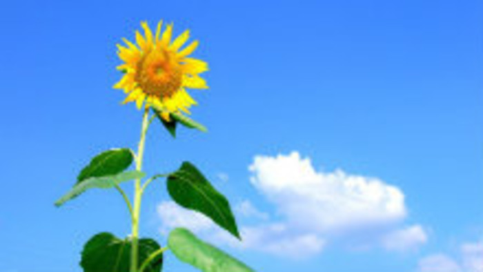 Letná štruktúra Rádia Slovensko