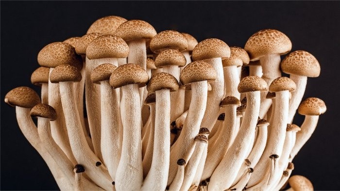 Slovaks & New Zealanders combine efforts for fungi