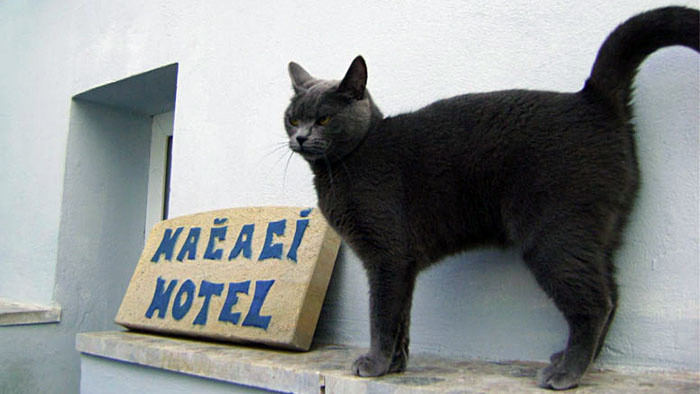 Túlačka_FM: Zvieracími hotelmi