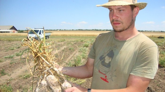 Slovenský cesnak a podpora jeho predaja a produkcie
