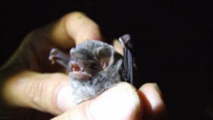 Užitočné netopiere