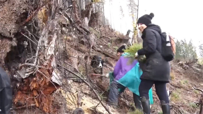 Aufforstungsaktion in der Westtatra mit vielen Freiwilligen 