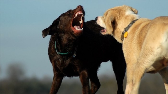 Neue Regeln für Besitzer gefährlicher Hunde