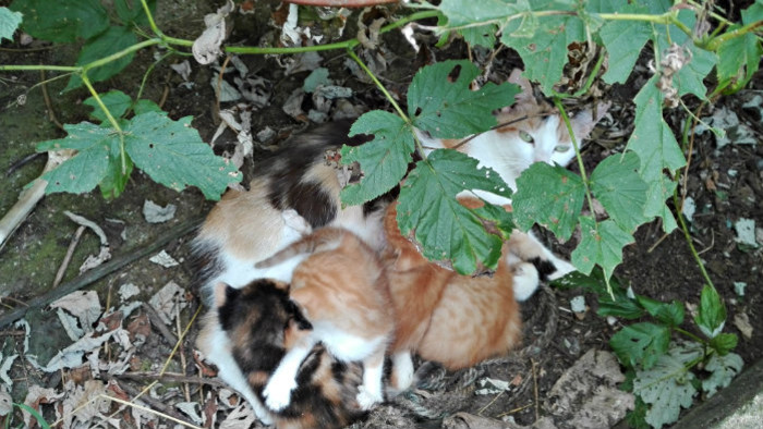 V Piešťanoch sa znova postarajú o túlavé mačky