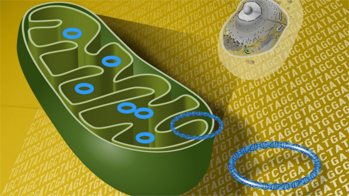 Your life depends on mitochondria